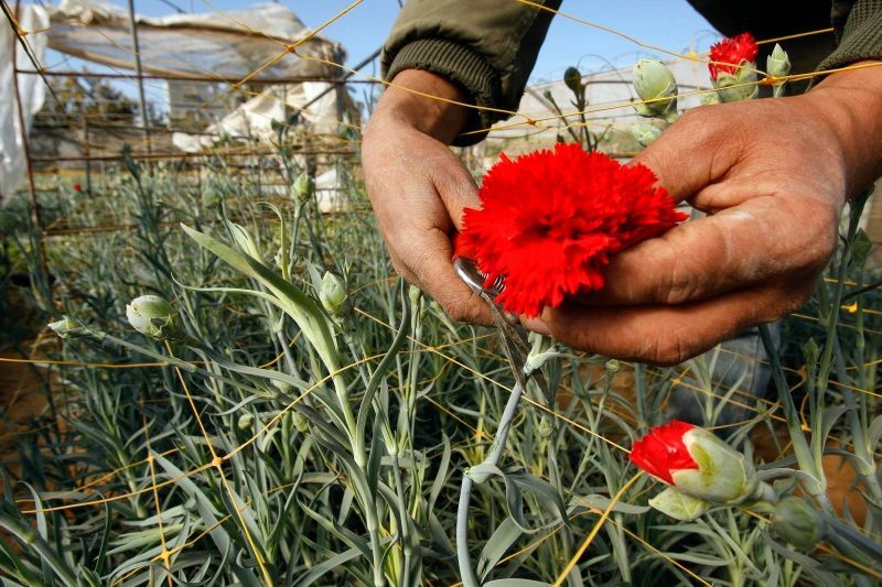 Palestinský farmář vybírá karafiát určený pro vývoz z Gazy