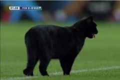 VIDEO Na Nou Campu řádila černá kočka, dvě minuty se nehrálo
