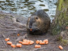 Za přemnožení nutrií mohou i lidé, kteří je berou jako atrakci a krmí je. V některých městech už za to hrozí pokuty. Například ve Zlína můžete zaplatit až 10 tisíc korun.