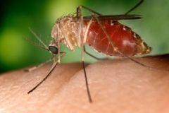 Komáří invaze ohrožuje souostroví Galapágy