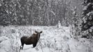 Divá zvěř v národním parku Banff v Kanadě (23. listopad).