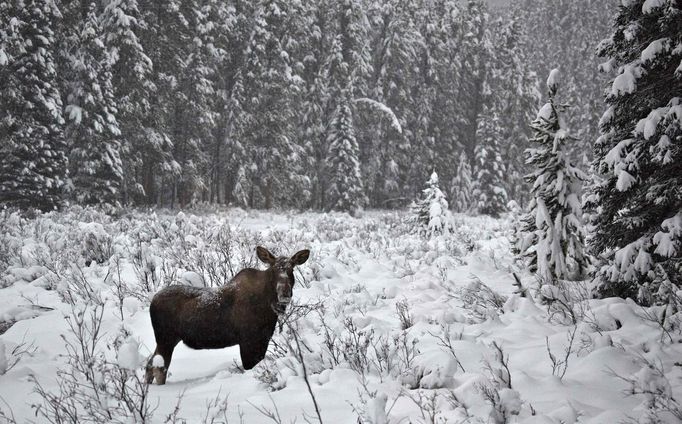 Divá zvěř v národním parku Banff v Kanadě (23. listopad).