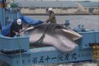 Japonští velrybáři se vrací s prvním úlovkem. Lov plejtváků je zpět, trh přitom upadá