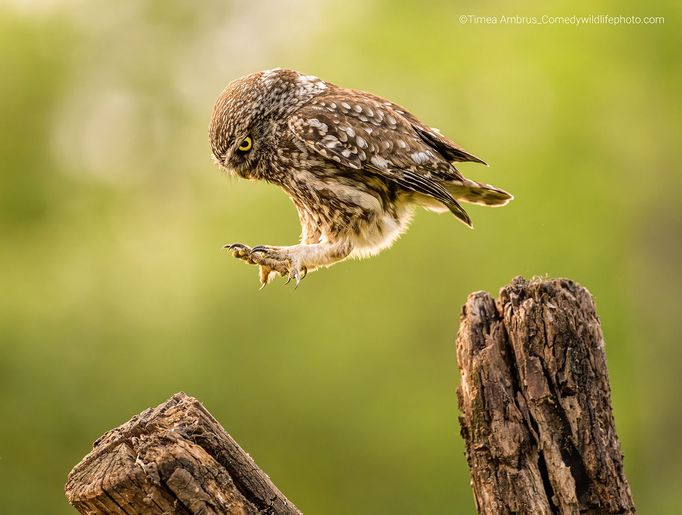 Finalisté soutěže Comedy Wildlife Photography Awards 2022