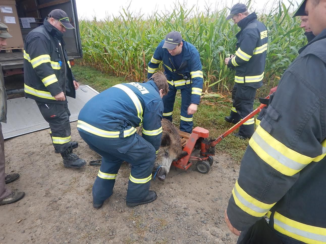 Hasiči v Poličce zachraňují divočáka, který uvízl v šachtě na kabely.