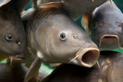 Na rybníku Nesyt na Břeclavsku uhynulo více než 100 tun ryb, kvůli suchu jim chyběl kyslík