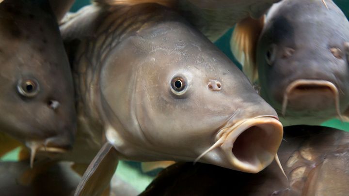 Kapra z kádě ne, baleného ano. Lidl zakázal prodej živých ryb před svými prodejnami; Zdroj foto: Thinkstock