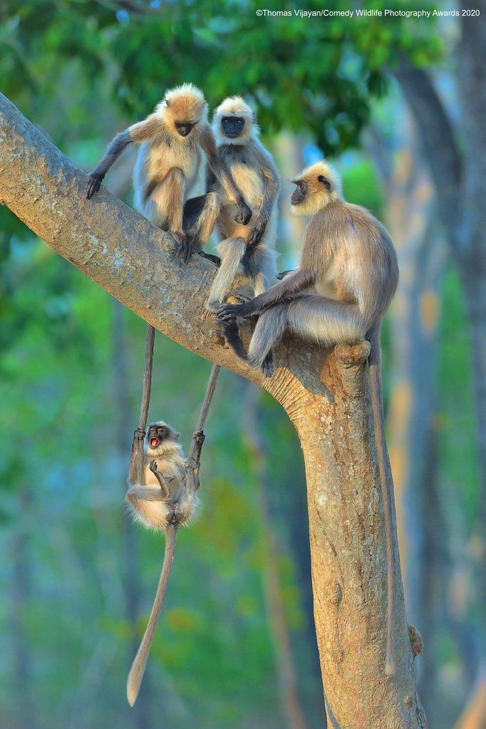 Vítězné snímky ze soutěže Comedy Wildlife Photography Awards 2020