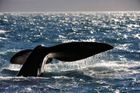 Lov pro vědecké účely? Japonci loni zabili přes sto březích velryb a desítky mláďat