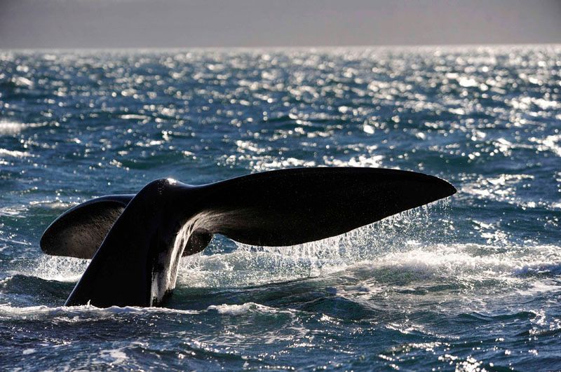 Velryba jižní u pobřeží Patagonie