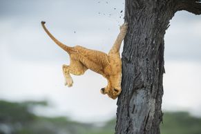 Nejvtipnější fotky zvířat: vítězem je letos nešikovné lvíče padající ze stromu