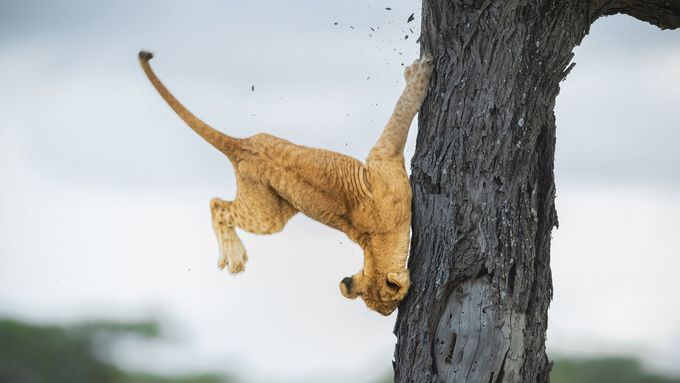 Nejvtipnější fotky zvířat: vítězem je letos nešikovné lvíče padající ze stromu