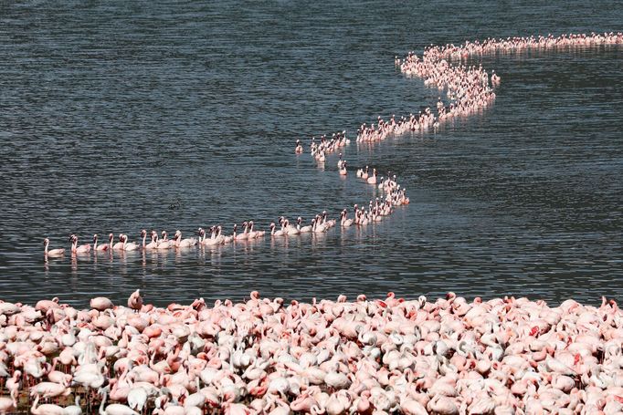 Podívejte se na nejkrásnější fotografie zvířat za rok 2020