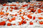 Nejvážněji bylo zasaženo právě západní Massachusetts. V průběhu noci se srážková oblačnost a silná vichřice přesunula na sever. Přestože slábne, ve státech New Jersey, Connecticut, Massachusetts a New York se stále musejí mít na pozoru.