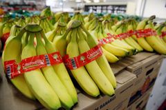 Zaměstnanci polského řetězce našli 220 kilogramů kokainu ukrytého mezi banány