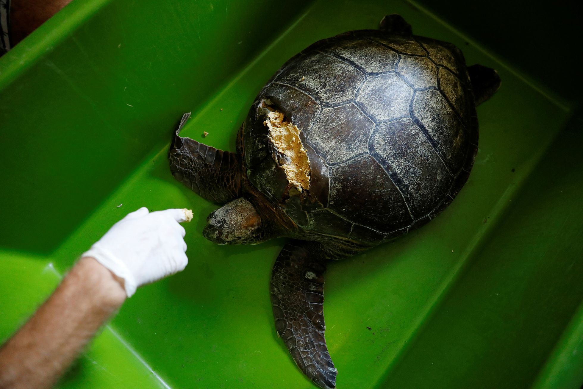 Fotogalerie / Jak se zachraňují mořské želvy v Turecku / Reuters / 9