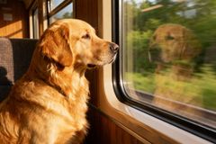 Pes se ztratil rodině na výletě, sám nastoupil do vlaku a vrátil se jím do Brna