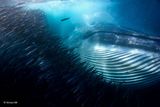 Sousto pro velrybu. Snímek australského fotografa Michaela AW zachycuje plejtváka a hejno sardinek.