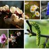 Jaro - květy - rostliny - květiny - zahrada