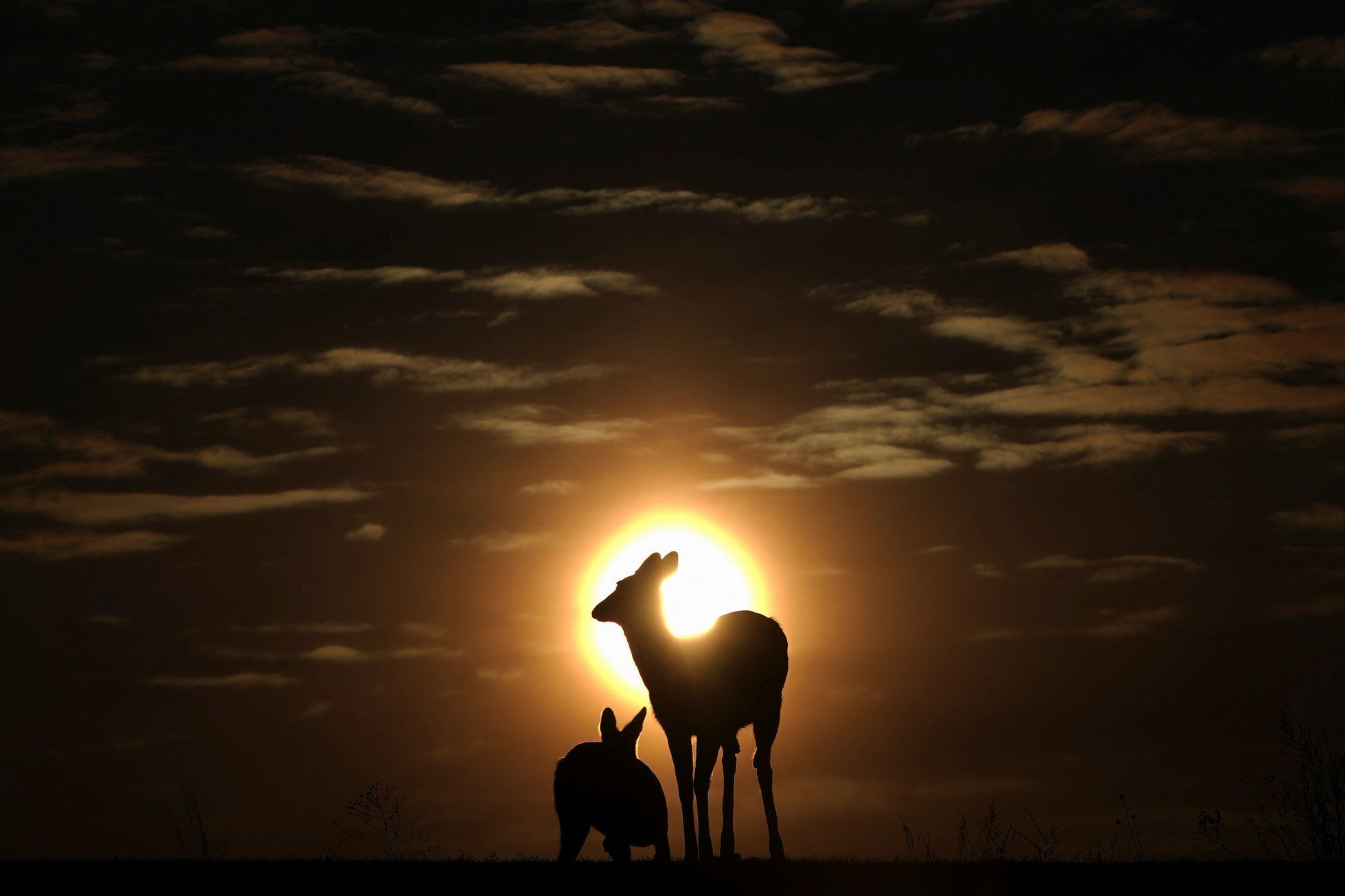 Zvířata, Reuters, Top fotografie roku 2022, výběr, nejlepší foto, Lifestyle