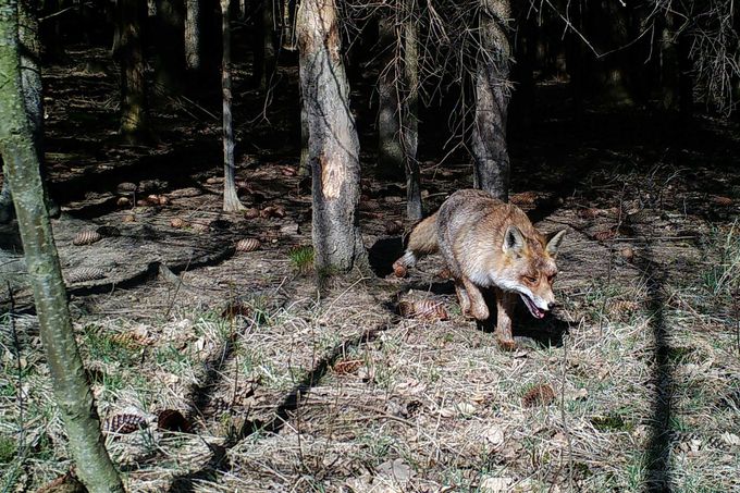 Liška. Záběr z fotopasti instalované na území CHKO - Jizerské hory