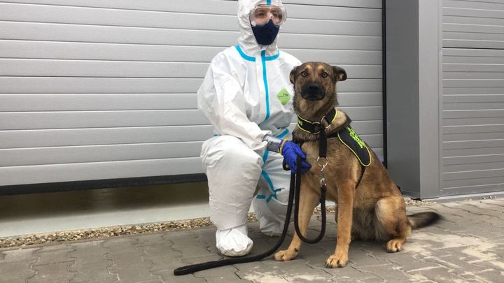 Psí detektory na covid-19. Celníci už pro pražské letiště cvičí šest psů