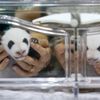 Španělsko žije pandími dvojčaty z inkubátoru