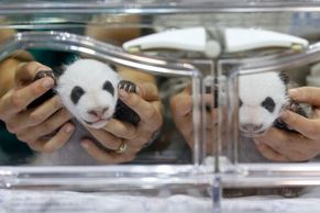 Pandí dvojčata z inkubátoru váží jako pytlík buráků