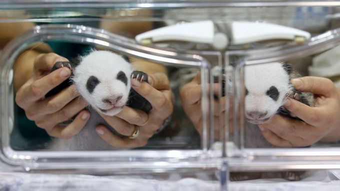 Pandí dvojčata z inkubátoru váží jako pytlík buráků