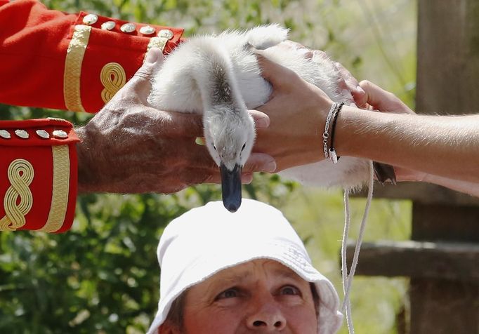 A cygnet if lifted for inspection by the Queen's Swan Uppers during the annual Swan Upping ceremony on the River Thames between Shepperton and Windsor in southern Englan