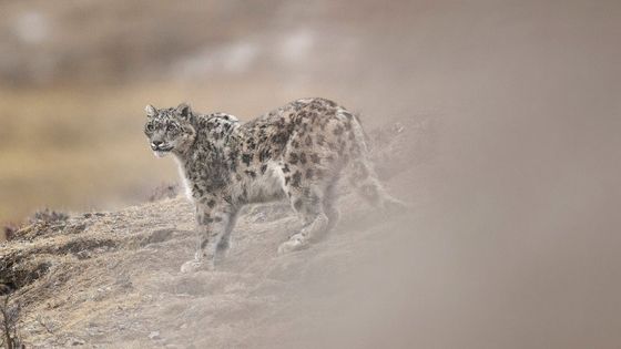 Unikátní snímky: Fotograf zažil blízké setkání se vzácným a plachým levhartem sněžným