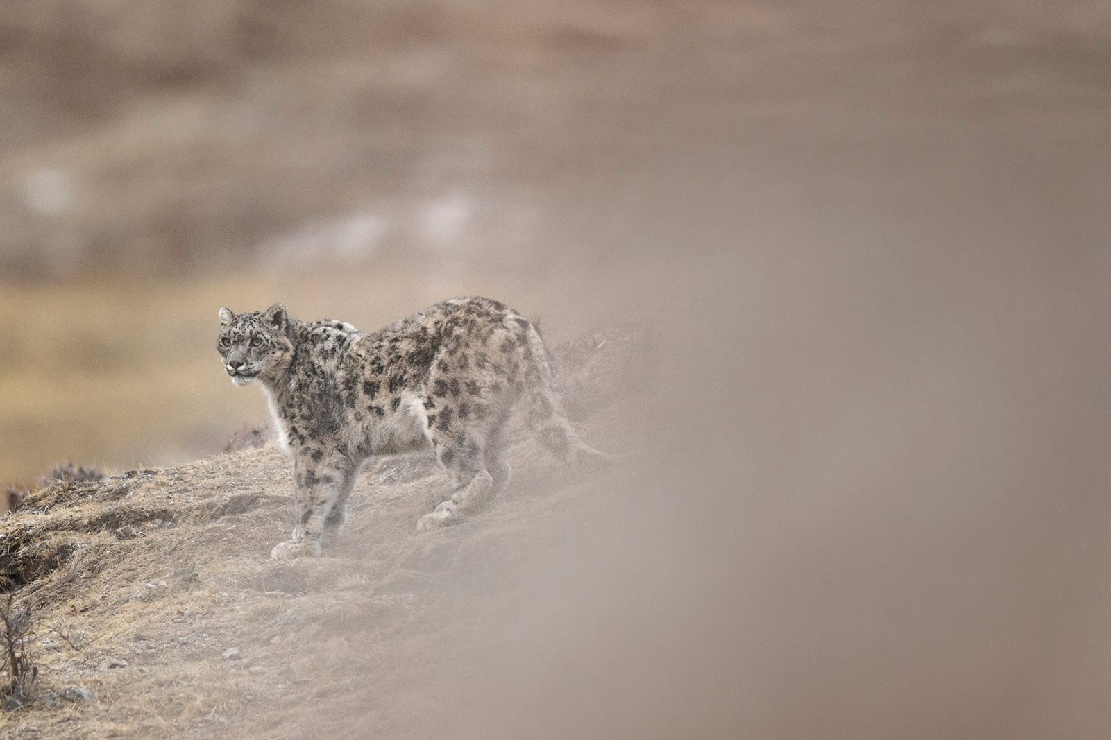 Vincent Munier: sněžný levhart