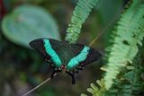 K vidění je ve skleníku Papilio palinurus.