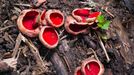 Ohnivec šarlatový (Sarcoscypha coccinea)