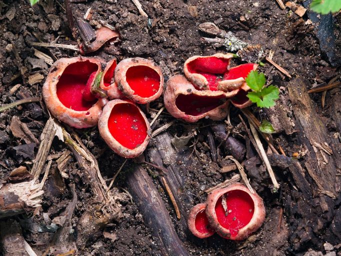 Ohnivec šarlatový (Sarcoscypha coccinea)