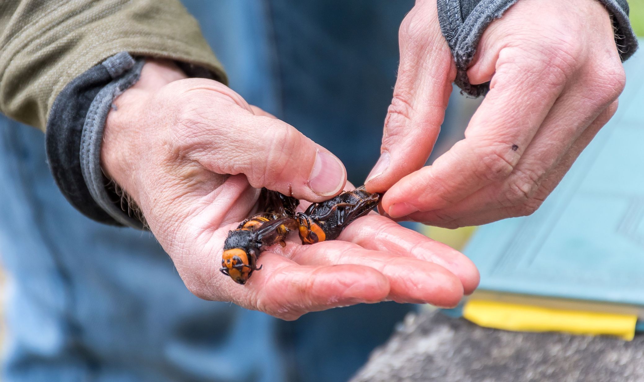 sršeň mandarínská, giant hornet, hmyz, velký