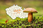 Kde rostou houby