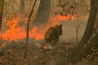 Foto: V australských požárech vymírají celé druhy zvířat. Ohroženi jsou nejen koalové