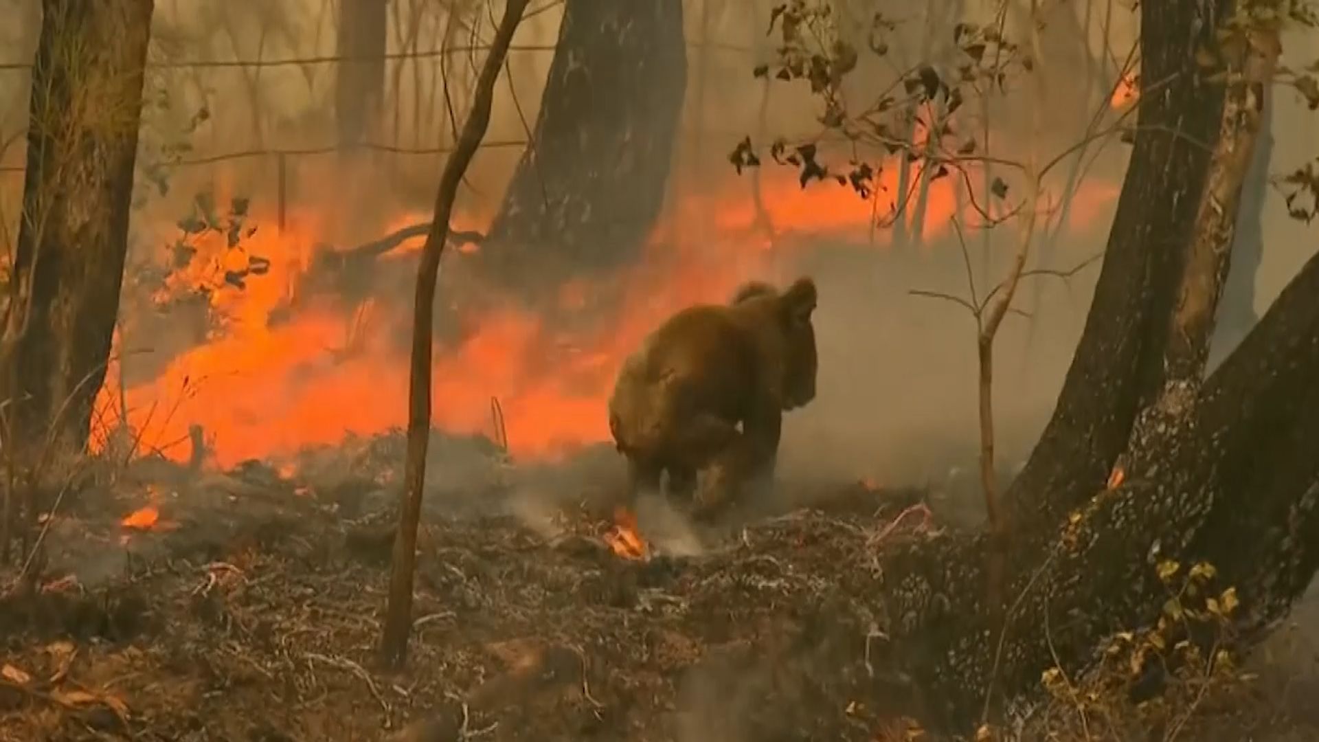 Popáleného medvídka koalu z plamenů osvobodila náhodná kolemjdoucí