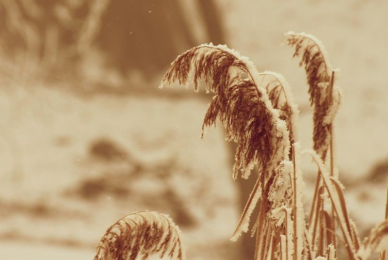 Tráva- zima - sníh - led - mráz - jinovatka