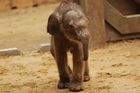 Ostravské slůně zůstane beze jména, rozhodla zoo