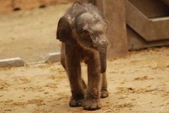 Ostravské slůně zůstane beze jména, rozhodla zoo