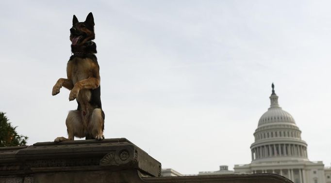 Policejní pes Echo pózuje před washingtonským Kapitolem. Do metropole přijel na každoroční americkou psí soutěž.