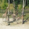 Žirafy v pražské zoo
