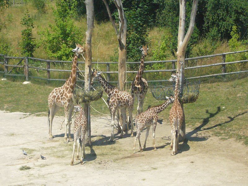 Žirafy v pražské zoo