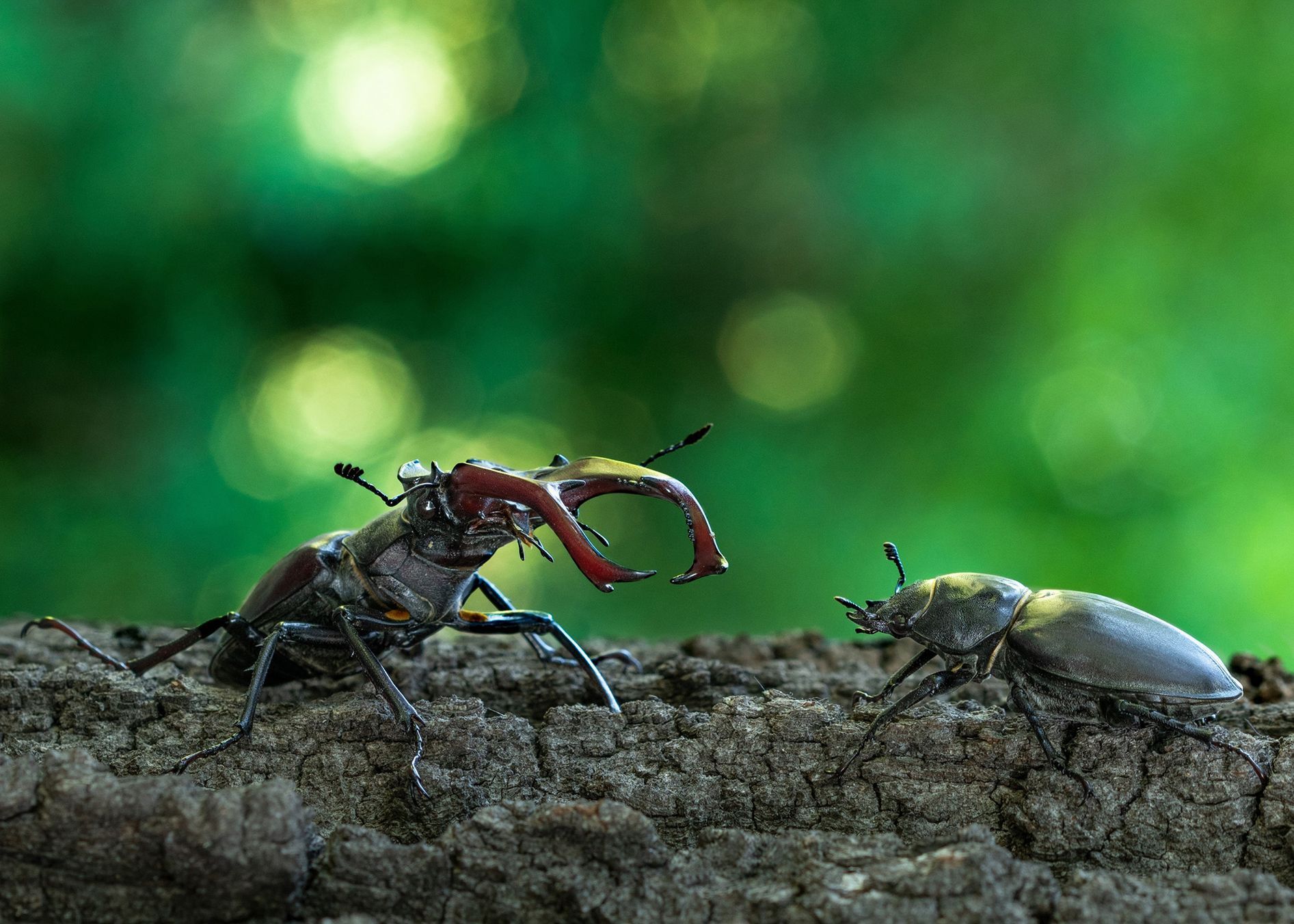 Czech Nature Photo Junior - nominace
