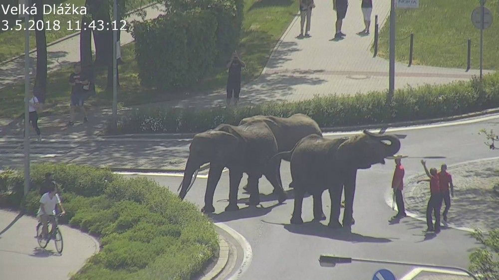 Sloni na náměstí v Přerově.