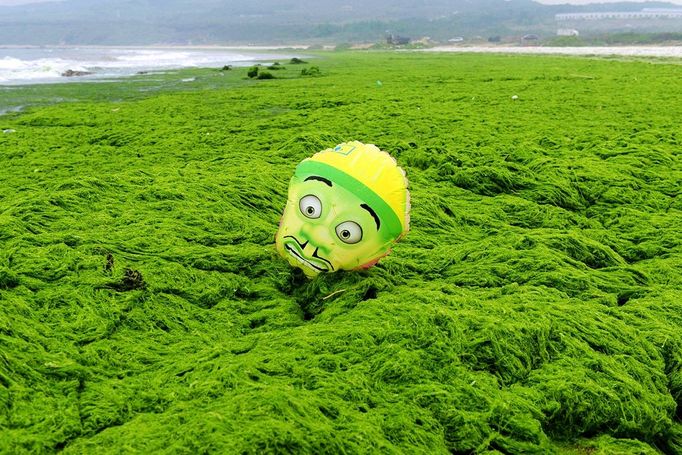 A balloon with the face of a well-known is seen trapped in the seaweed piling up on the seashore in Qingdao in east China's Shandong province Tuesday July 2, 2013. Local media say this summer's most massive round of the algae called enteromorpha prolifera, which has plagued Shandong's southern coastline for weeks, has arrived from the Yellow Sea, causing damage to the tourism and aquatic farming.