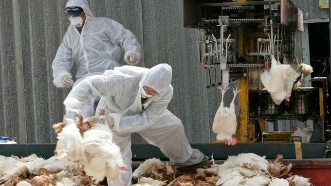 V Izraeli vybíjejí chovy drůbeže. Palestina dnes kvůli šíření H5N1 vyhlásila stav nouze