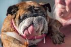 Nejošklivější pes na světě zemřel. Bylo mu devět let a prožil život jako z pohádky o Popelce